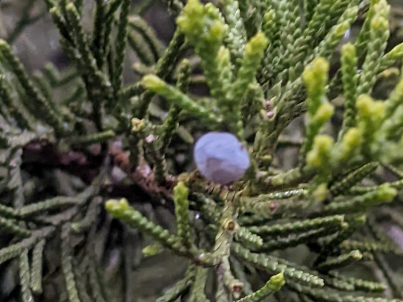 Female Ashe Juniper with a single blue berry