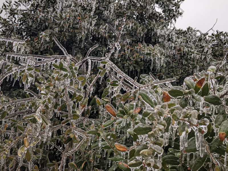 Live Oak tree covered in a thick layer of ice