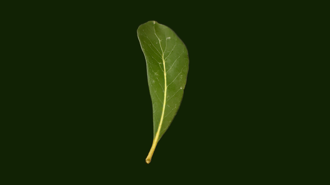 A single Live Oak leaf on a green background.