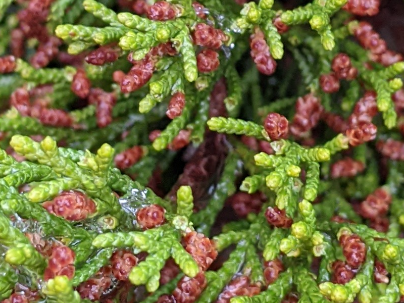 Close up of tree with needly leaves and little brown cones on the tips of the leaves