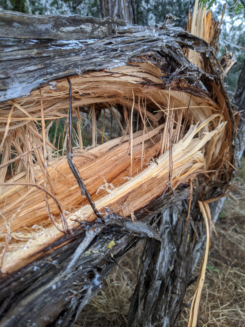 Needly tree split open with the wood in the center of the tree visible