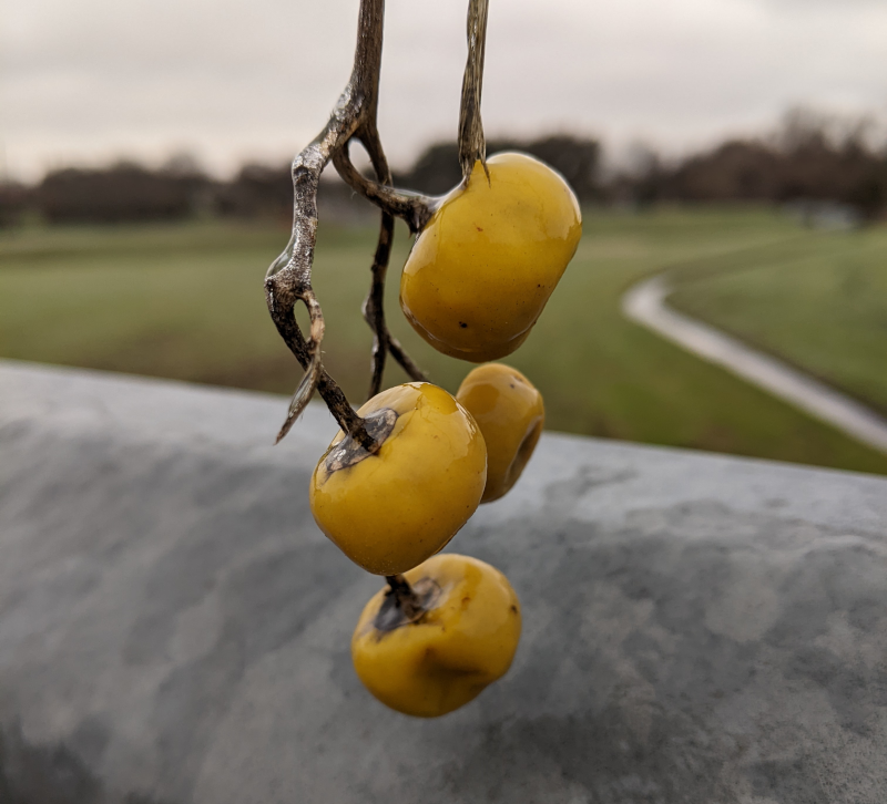 Four small pumpkin shaped fruits growing on a woody stem